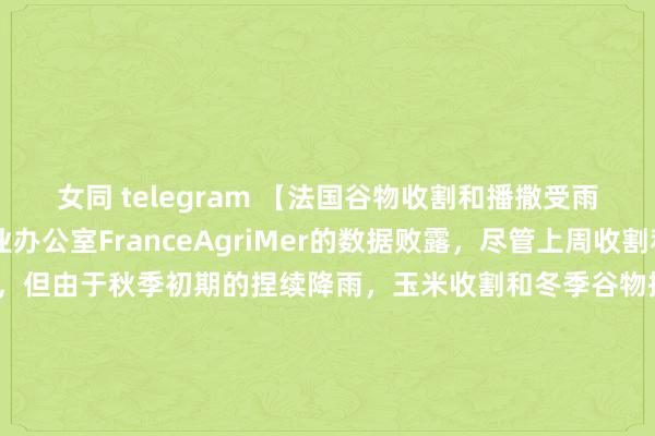 女同 telegram 【法国谷物收割和播撒受雨水影响】1. 法国农业办公室FranceAgriMer的数据败露，尽管上周收割和播撒程度有所进步，但由于秋季初期的捏续降雨，玉米收割和冬季谷物播撒的程度仍然远低于平方水平。杀青10月21日，农民仅收割了25%的谷物玉米作物，天然这一数字较一周前的14%有所加多，但与昨年同时的82%和往常五年同时平均的69%比拟仍有较大差距。2. 9月份法国阅历了25